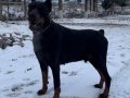 A Secereli Doberman Yavruları