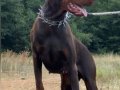 A Secereli Doberman Yavruları
