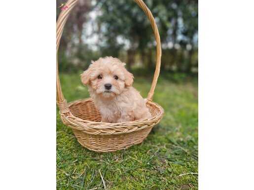 Dişi F2 Maltipoo Irkı Yavrumuz