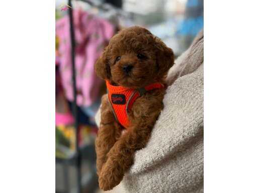 Irk, Kilo ve Sağlık Garantili Red ToyPoodle Yavrularımız