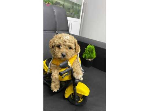 Aşılı, Pasaportlu, Dünya Tatlısı Maltipoo Yavrular