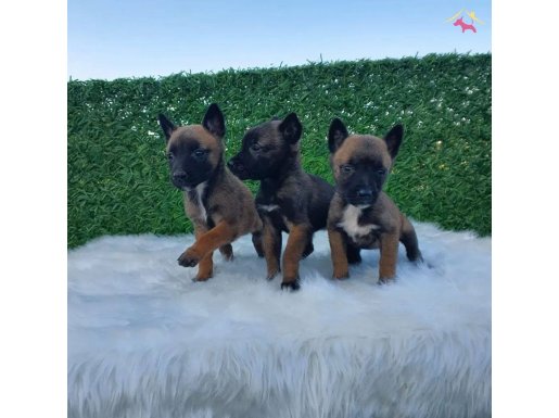 Saf Polis Arama Irkı Belçika Malinois Yavrumuz