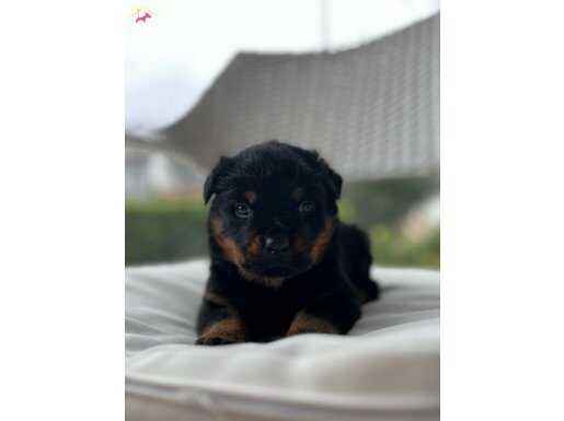 Koca Kafa Erkek Safkan Rottweiler Yavrular