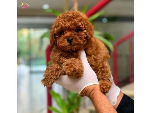 Dişi Red ToyPoodle Yavrumuz Mağazamızdan Sizlerle