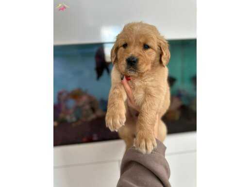 BabyFace Golden Dişi Yavrumuz