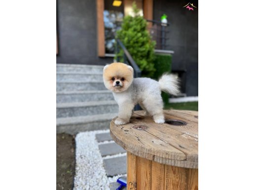 TeddyBear Yavrular Irk ve Sağlık Sözleşmesi ile Teslim