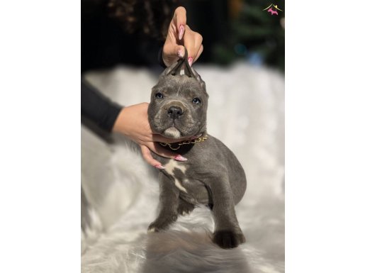 Efsane İtalyan Köpek Irkı Blue Cane Corso