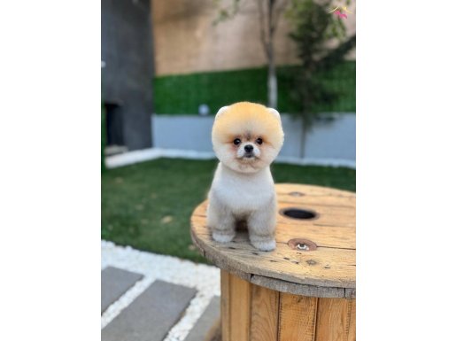 Ayı Surat Pomeranian BOO Yavrular Mağazadan Belgeli Teslimat