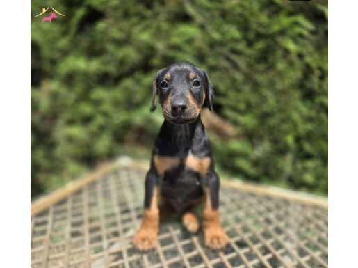 Doberman King Erkek Yavrular Estetikli ve Estetiksiz 