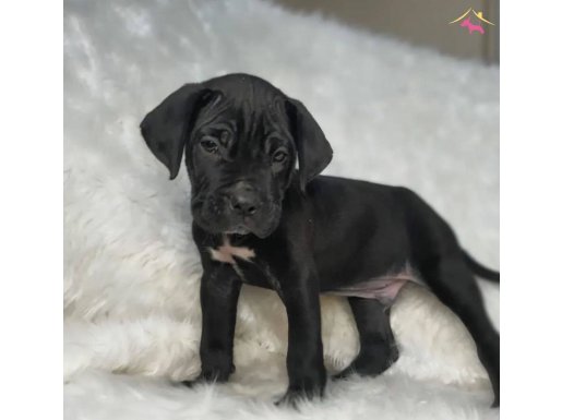 Cane Corso İtaliano Erkek ve Dişi Yavrular