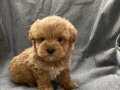 Küt Burun, Red, Sıfır Numara Maltipoo Yavrularımız 