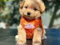 Kızık Kürke Sahip Ufak Boy Dişi Maltipoo Bebekler