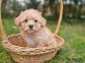 Dişi F2 Maltipoo Irkı Yavrumuz