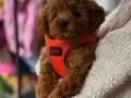 Irk, Kilo ve Sağlık Garantili Red ToyPoodle Yavrularımız