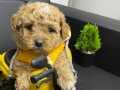Aşılı, Pasaportlu, Dünya Tatlısı Maltipoo Yavrular