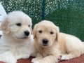 Baby Face Golden Retriever Yavrumuz