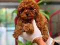 Dişi Red ToyPoodle Yavrumuz Mağazamızdan Sizlerle