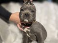 Efsane İtalyan Köpek Irkı Blue Cane Corso
