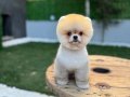 Ayı Surat Pomeranian BOO Yavrular Mağazadan Belgeli Teslimat