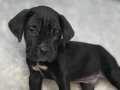 Cane Corso İtaliano Erkek ve Dişi Yavrular