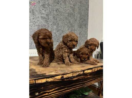 Toy poodle puppys 