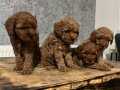 Toy poodle puppys 