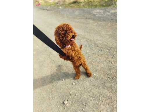 Poodle çok akilli