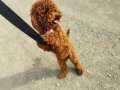 Poodle çok akilli