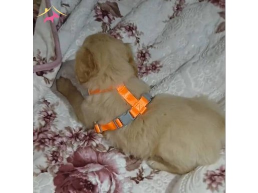 Orjinal 1 sınıf kaliteli yavrular saf kan alman golden ateş 