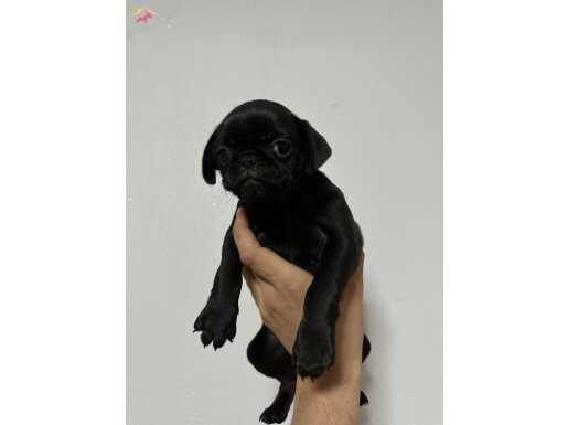 Ful Siyah Dişi Pug Yavrusu Yeni Evini Arıyor