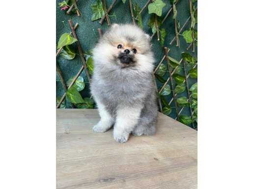 Cana yakın Pomeranian boo suratlı erkek 2 aylık