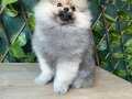 Cana yakın Pomeranian boo suratlı erkek 2 aylık