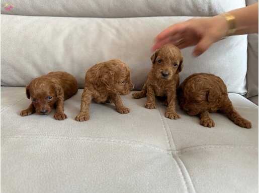 25 Günlük Poodleler