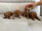 25 Günlük Poodleler