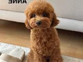 75 Günlük Teacup Poodle