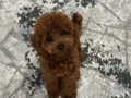 75 Günlük Teacup Poodle