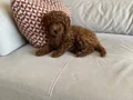 75 Günlük Teacup Poodle