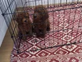 75 Günlük Teacup Poodle