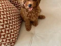 75 Günlük Teacup Poodle
