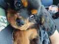 3 AYLIK ERKEK CAVALIER KİNG CHARLES