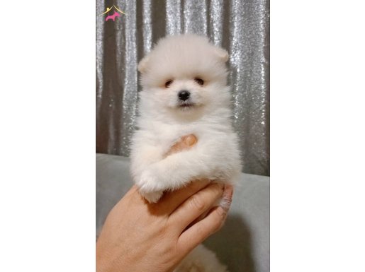 Pomeranian boo