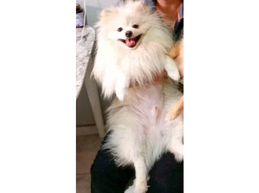 Pomeranian boo