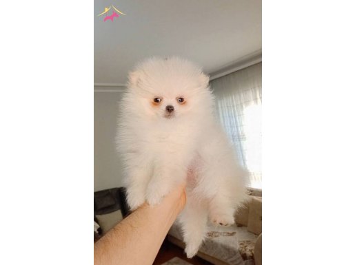Pomeranian boo