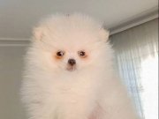 Pomeranian boo