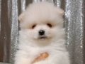 Pomeranian boo