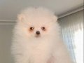 Pomeranian boo