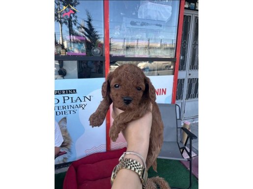 BABALARI KORE ANNELERİ 1 NUMARA POODLE YAVRULAR