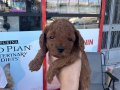 BABALARI KORE ANNELERİ 1 NUMARA POODLE YAVRULAR