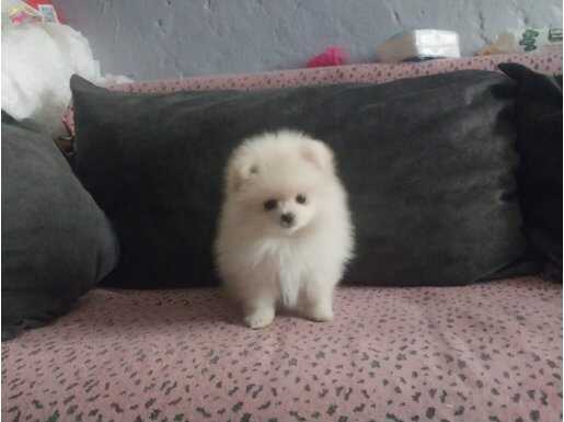 Pomeranian 