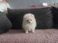Pomeranian 